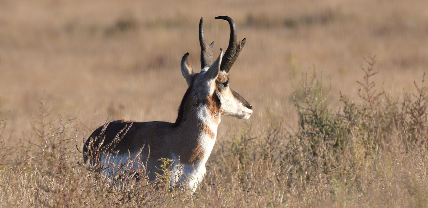 A profile view of a pronghorn in chest-deep grass