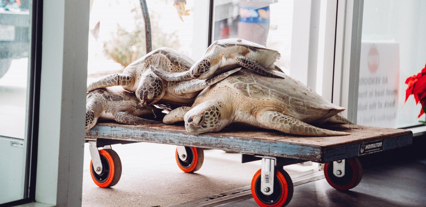 Four cold-stunned sea turtles stacked atop each other are moved into the front door of a veterinary clinic on a wooden dolley.