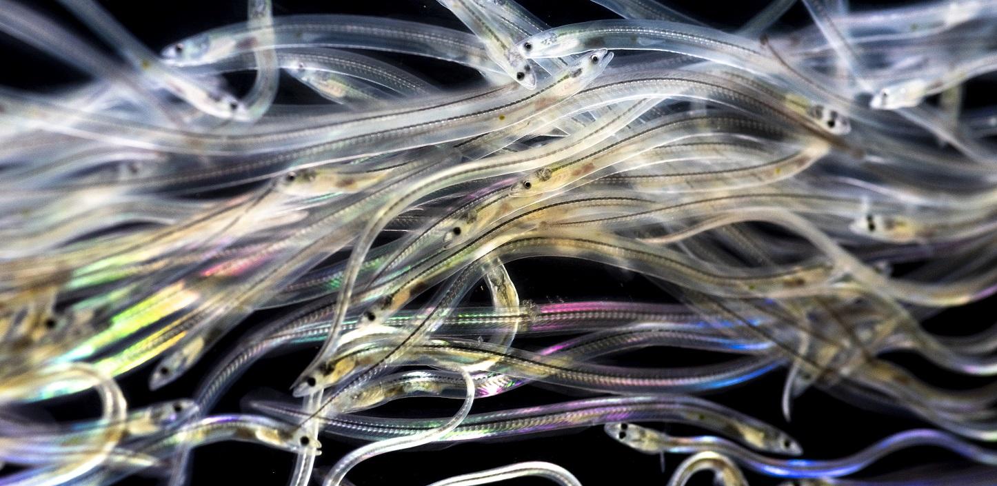A tangle of thin, translucent glass eels swim in black water, showing striking contrast.