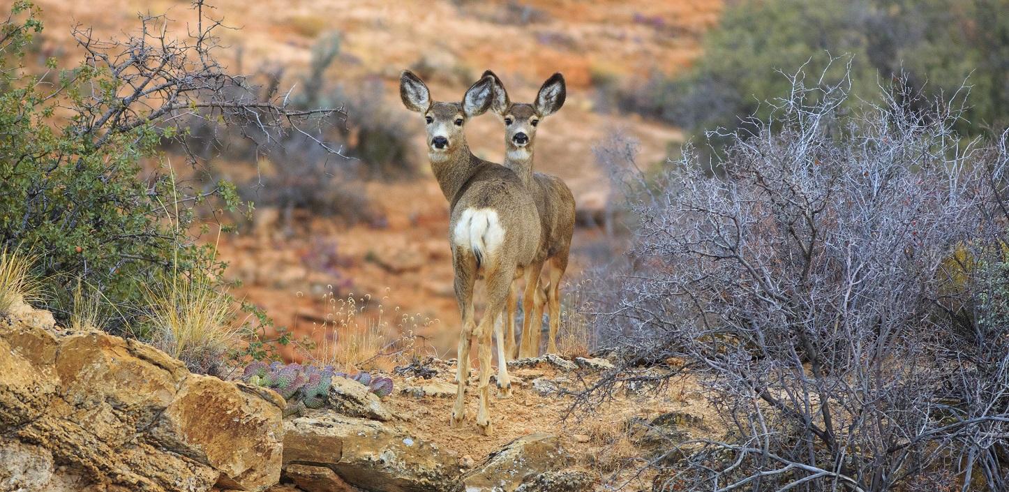 How to Conserve Wildlife Migrations in the American West