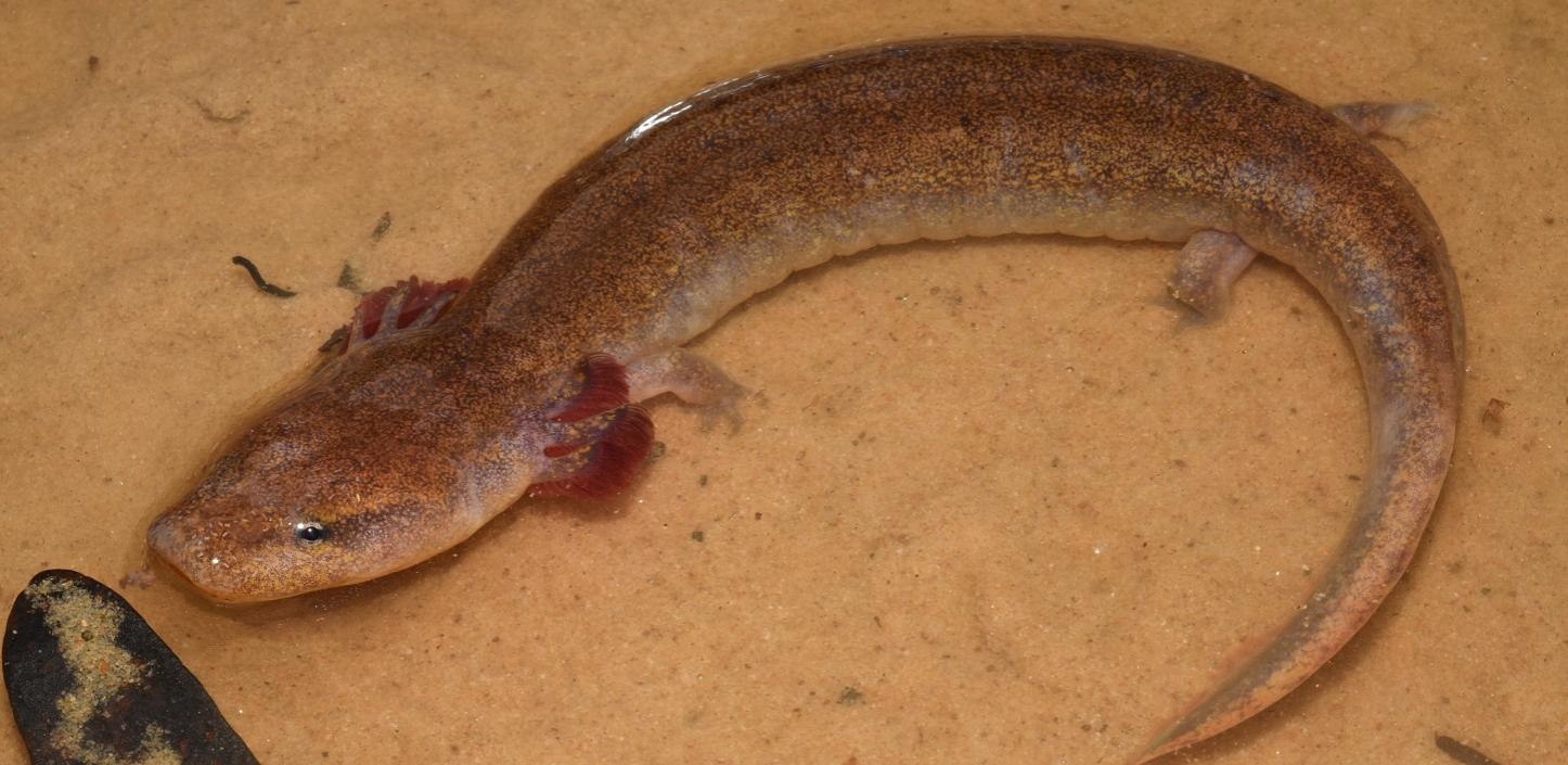 Restoring water quality for Black Warrior waterdogs NFWF