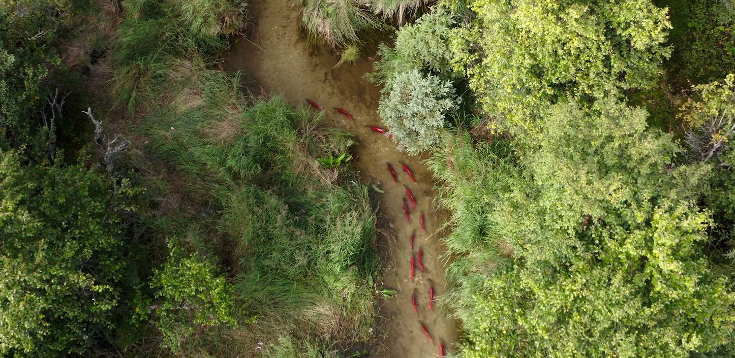A aerial photograph of a run of red-backed salmon traveling through a stream in Bristol Bay, Alaska. The trees lining the banks are a vivid green in contrast to the brown, mazy water.