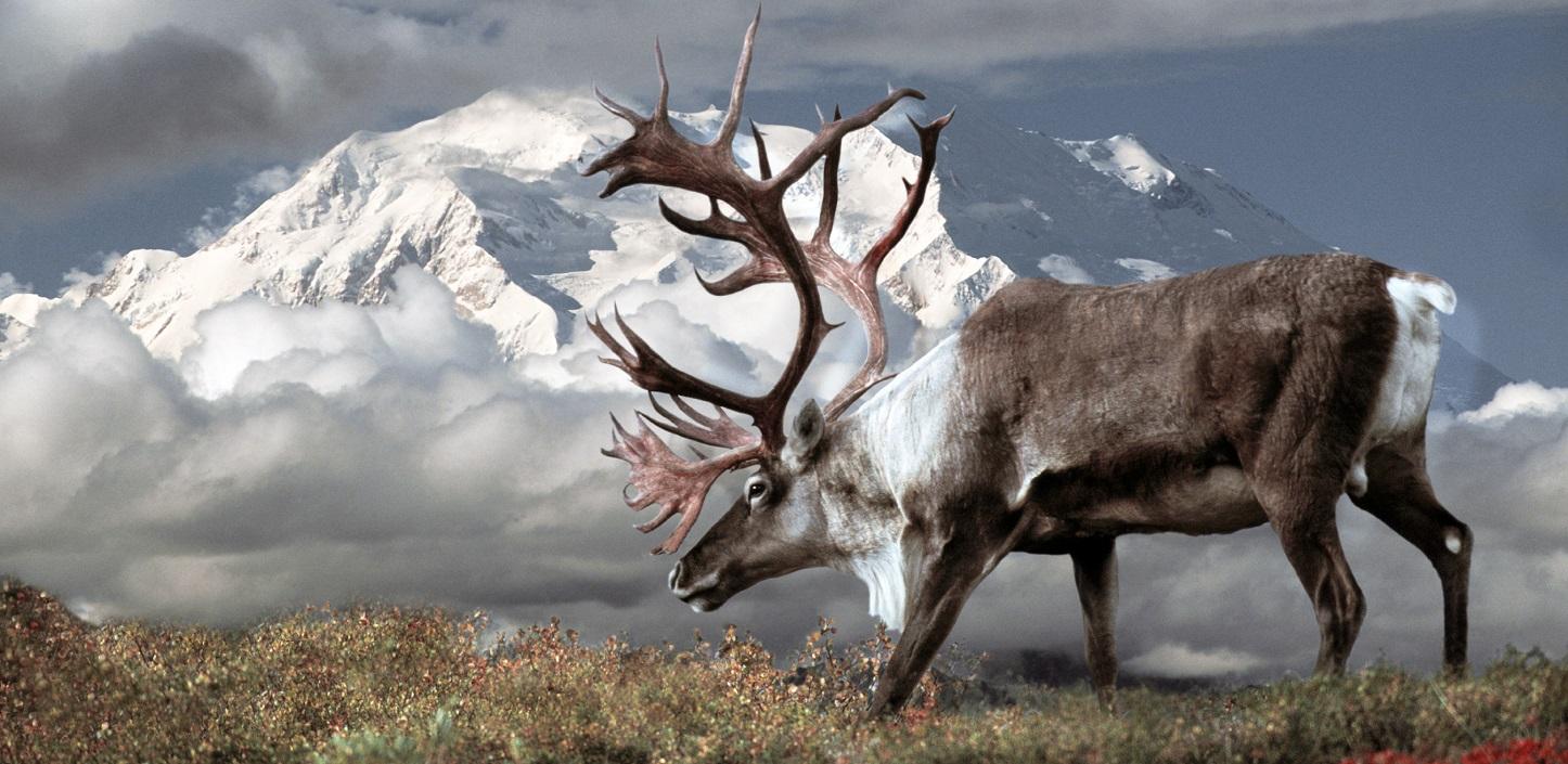 A caribou with large antlers grazes on grasses in the foreground, in front of a large snowy mountain partially obscured by clouds.