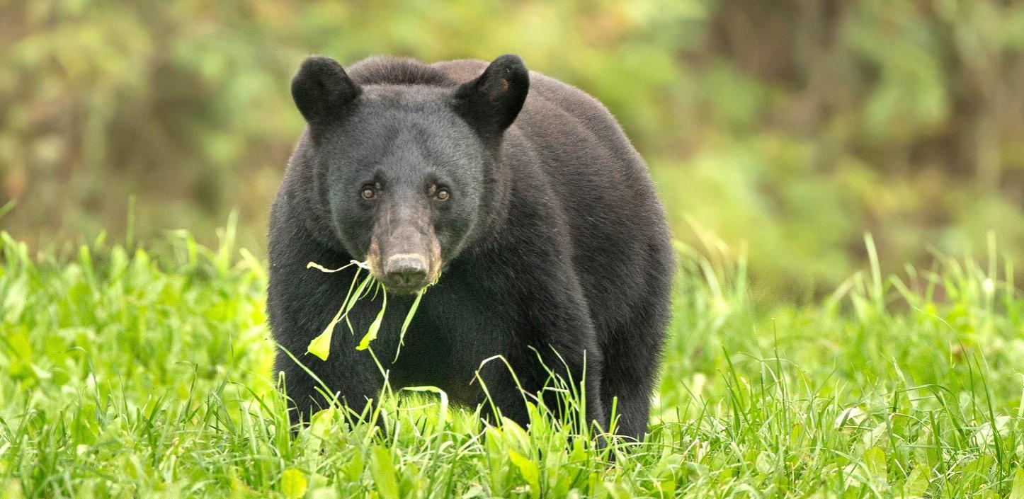 Restoring woodlands for Louisiana black bears NFWF