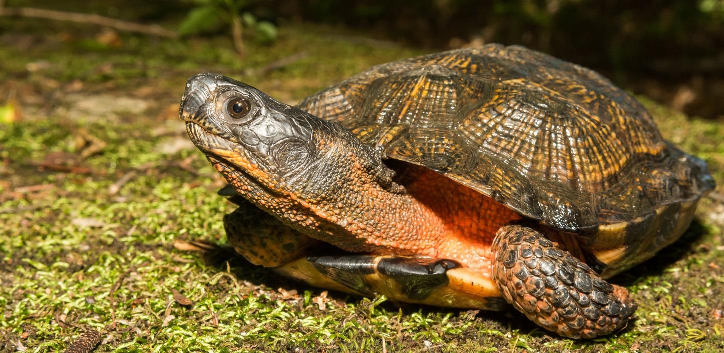 A wood turtle turns away from the camera, exposing its pink neck. It has a brown shell and rests on a mossy surface.