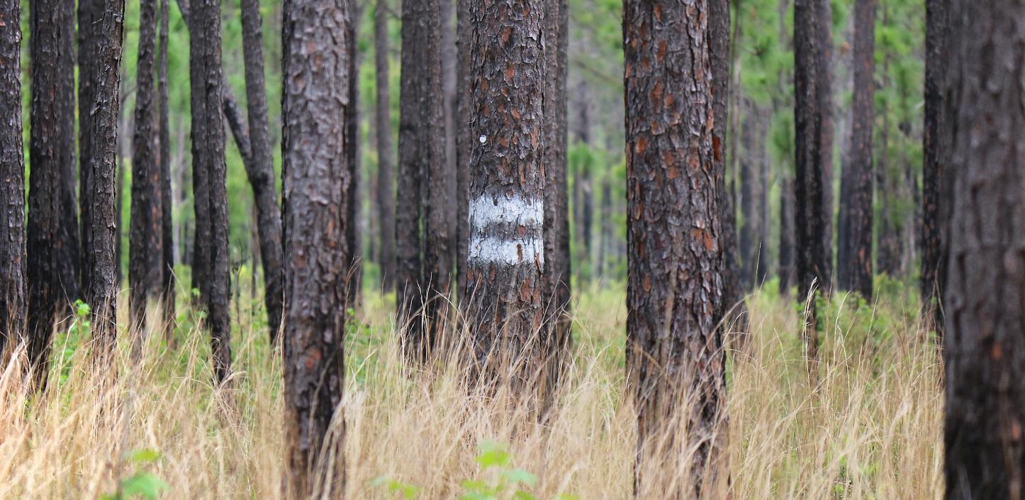 The Northern Forest Forum
