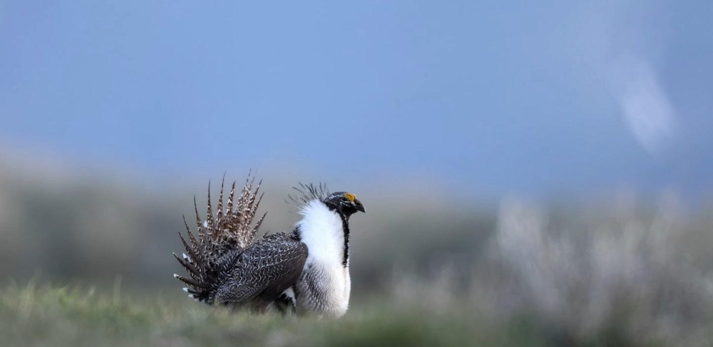 $2.4 Million in Grants to Help Sagebrush Ecosystems within the Intermountain West Introduced by NFWF