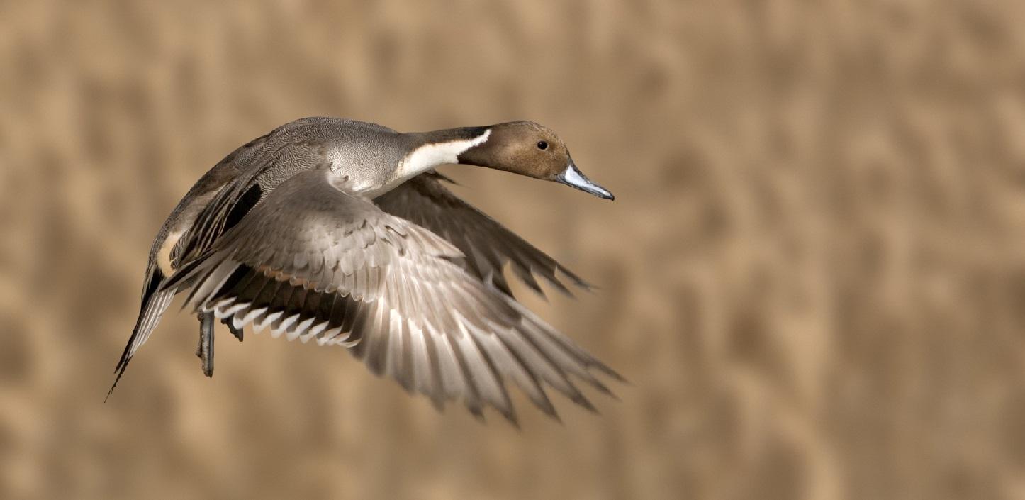 South Dakota is home to largest goose producer in the U.S.