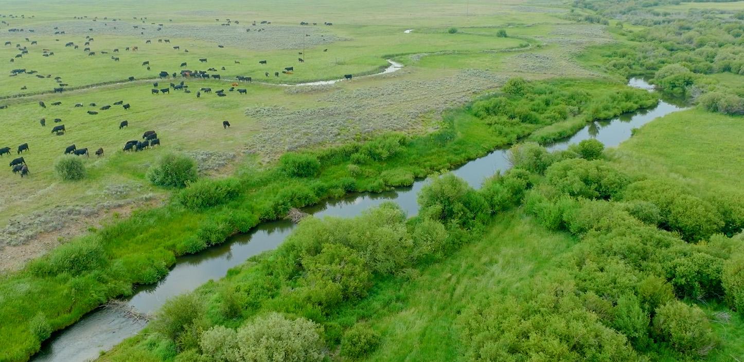 Aerial view of a lush green landscape with a winding river and dense vegetation, featuring black cows grazing on expansive grasslands in the serene countryside.