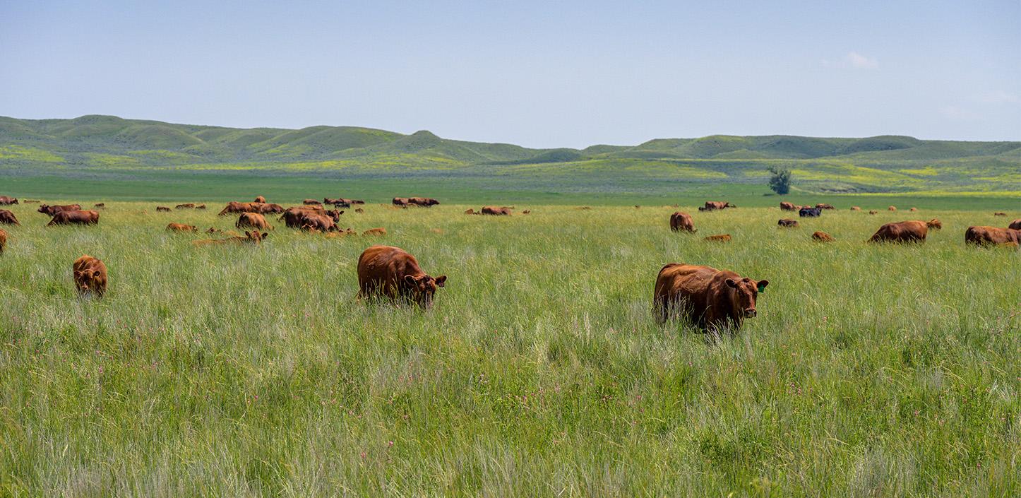 A herd of brown cows grazing in a vast, lush green field with rolling hills in the background under a clear blue sky.