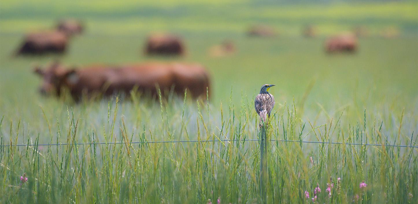 A meadowlark perched on a fence post in a lush green field with tall grass and wildflowers, with grazing cows in the background in a serene countryside landscape.