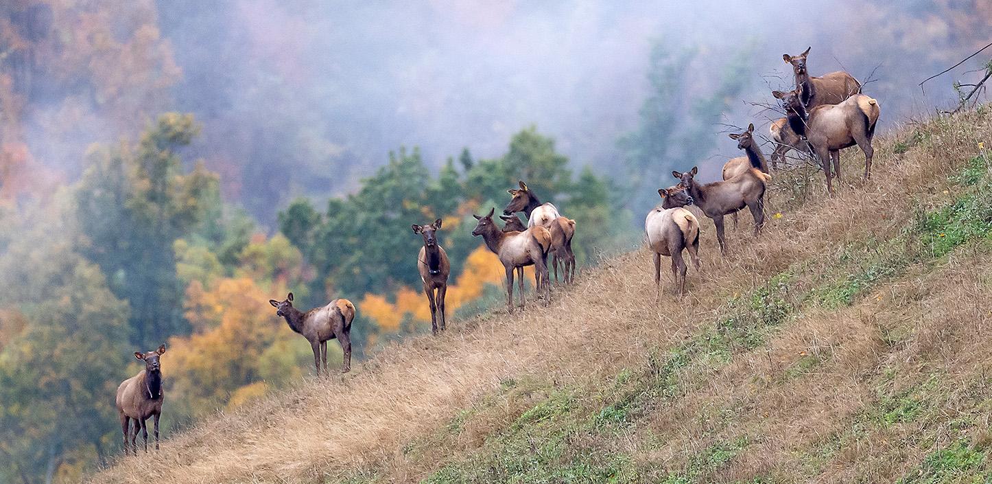 A group of elk standing on a grassy hillside with autumn foliage in the background. The slope is steep, and the elk are positioned in a loose line, facing forward. Behind them, trees display vibrant fall colors of orange, yellow, and green, partially veiled by mist.