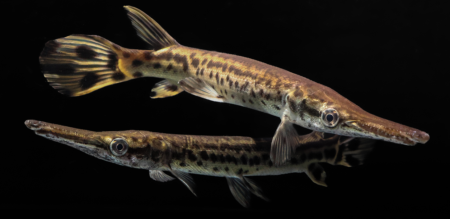 Two alligator gar fish with long, narrow snouts and sharp teeth, featuring mottled brown and tan patterns along their elongated bodies, swimming against a black background with a reflective surface below.