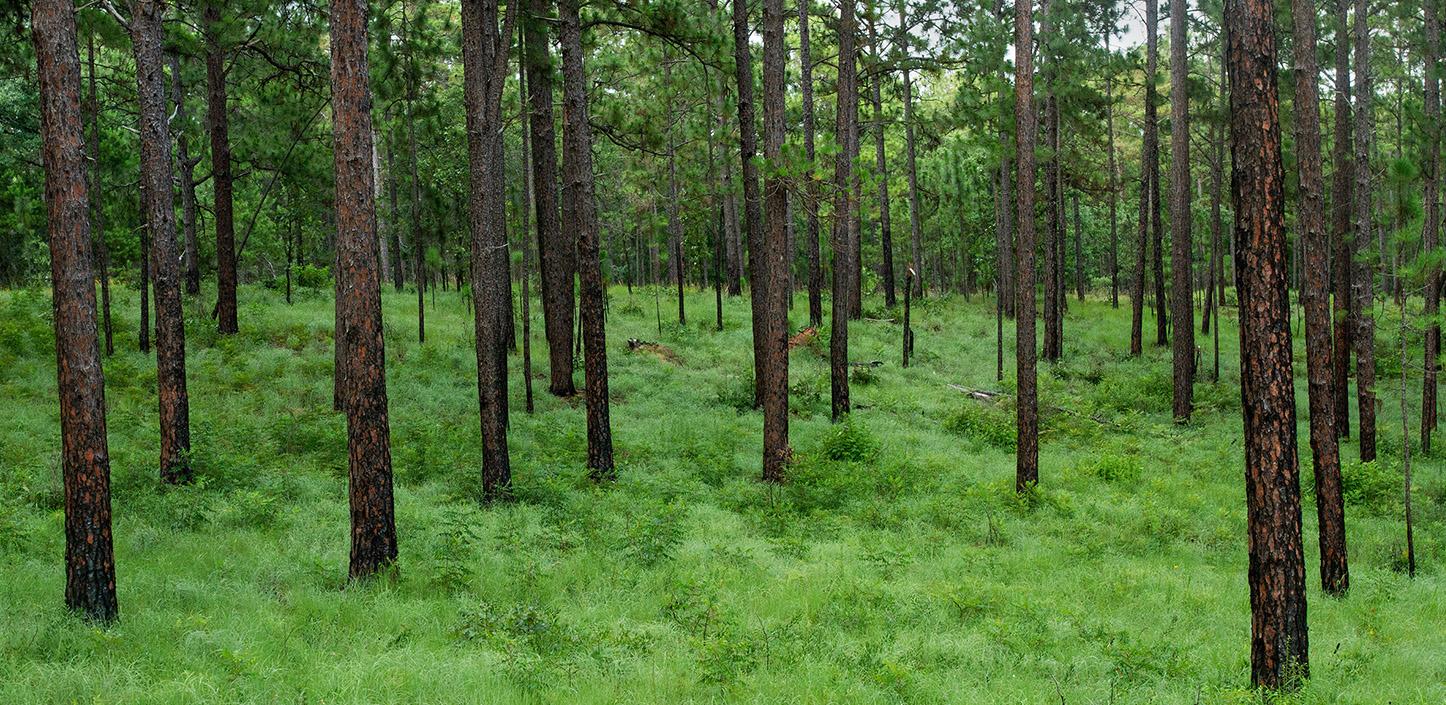 Dense longleaf pine forest with tall, straight trunks and a lush green understory of grasses and low plants.