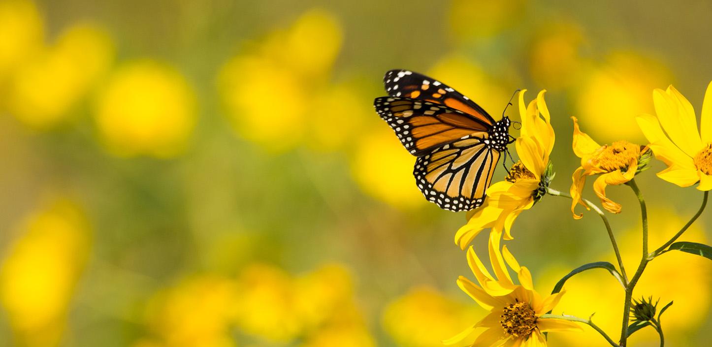 A monarch butterfly with orange and black wings perched on a bright yellow wildflower, with a blurred background of similar yellow flowers.