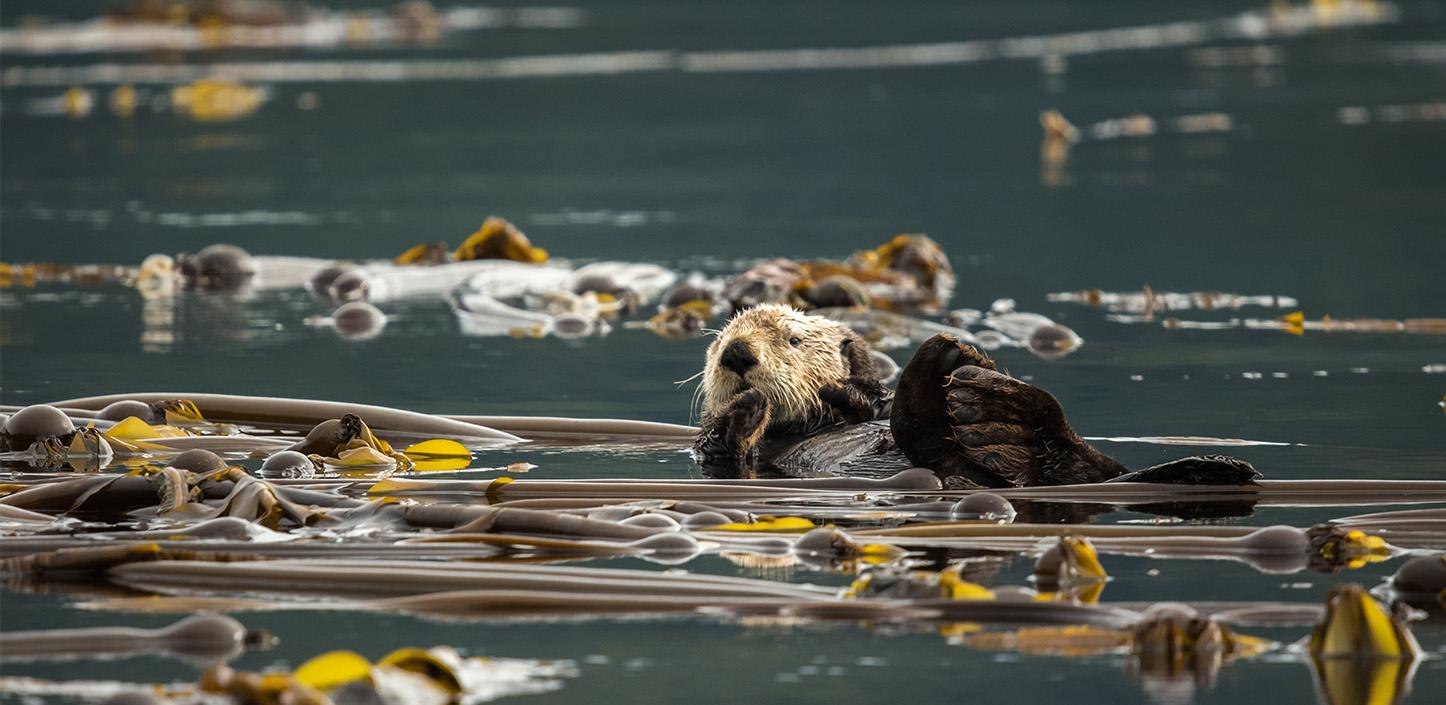 A sea otter floating on its back in calm water, surrounded by long strands of brown kelp with yellow tips.