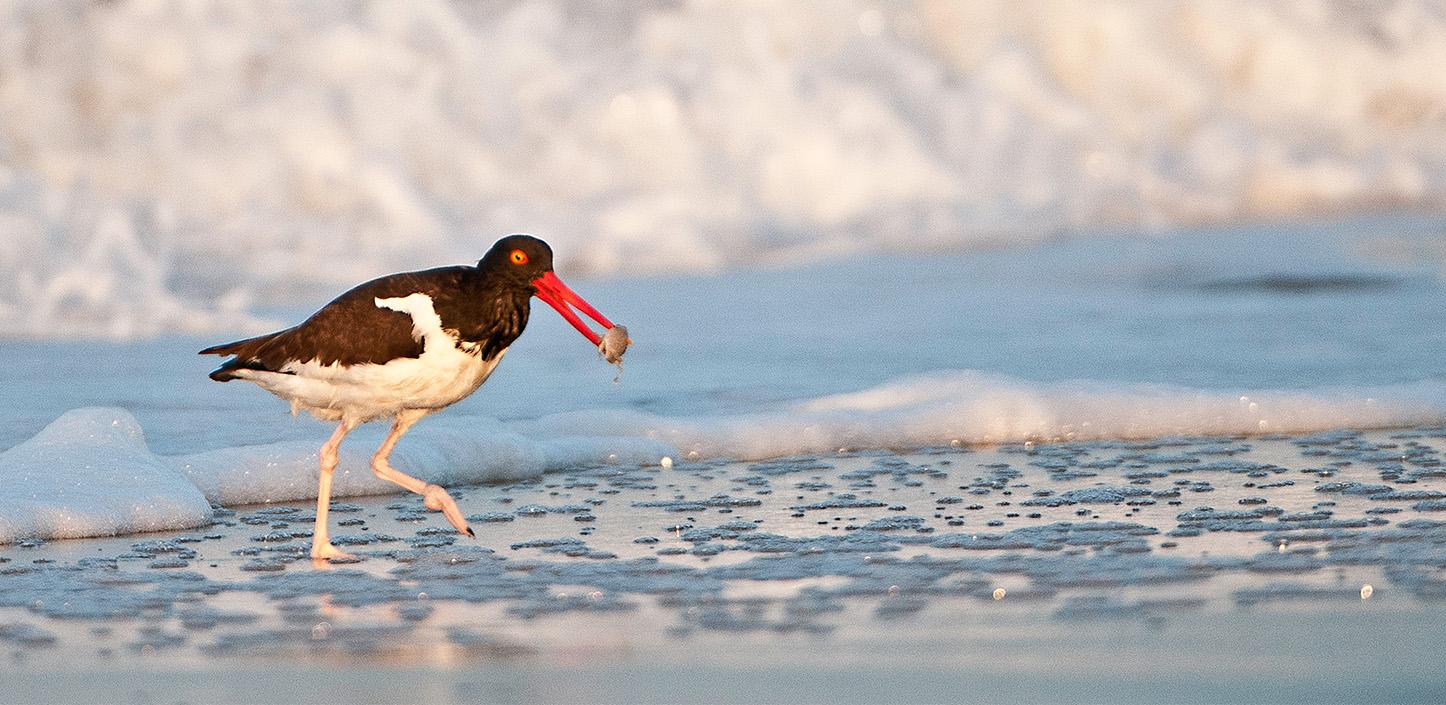 An American oystercatcher with a striking black-and-white body and bright orange beak walks along the shoreline, holding a small shellfish in its beak as waves foam in the background.