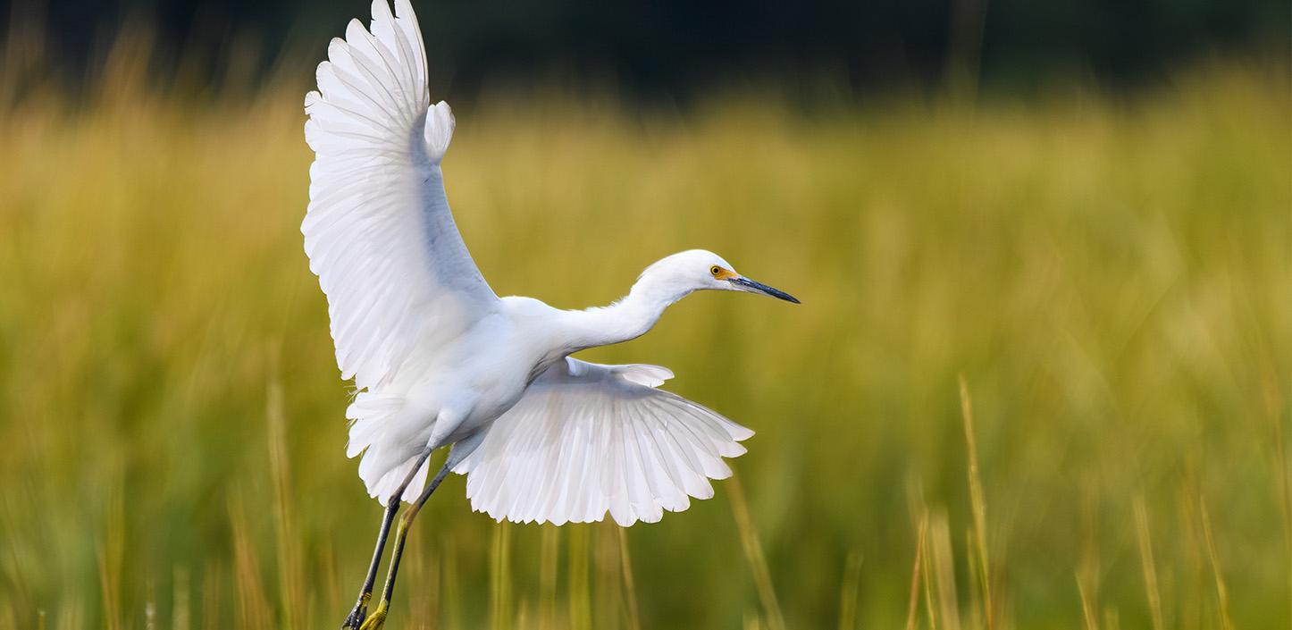 A snowy egret with wings fully extended takes flight above tall green marsh grasses, its white feathers glowing in soft sunlight.
