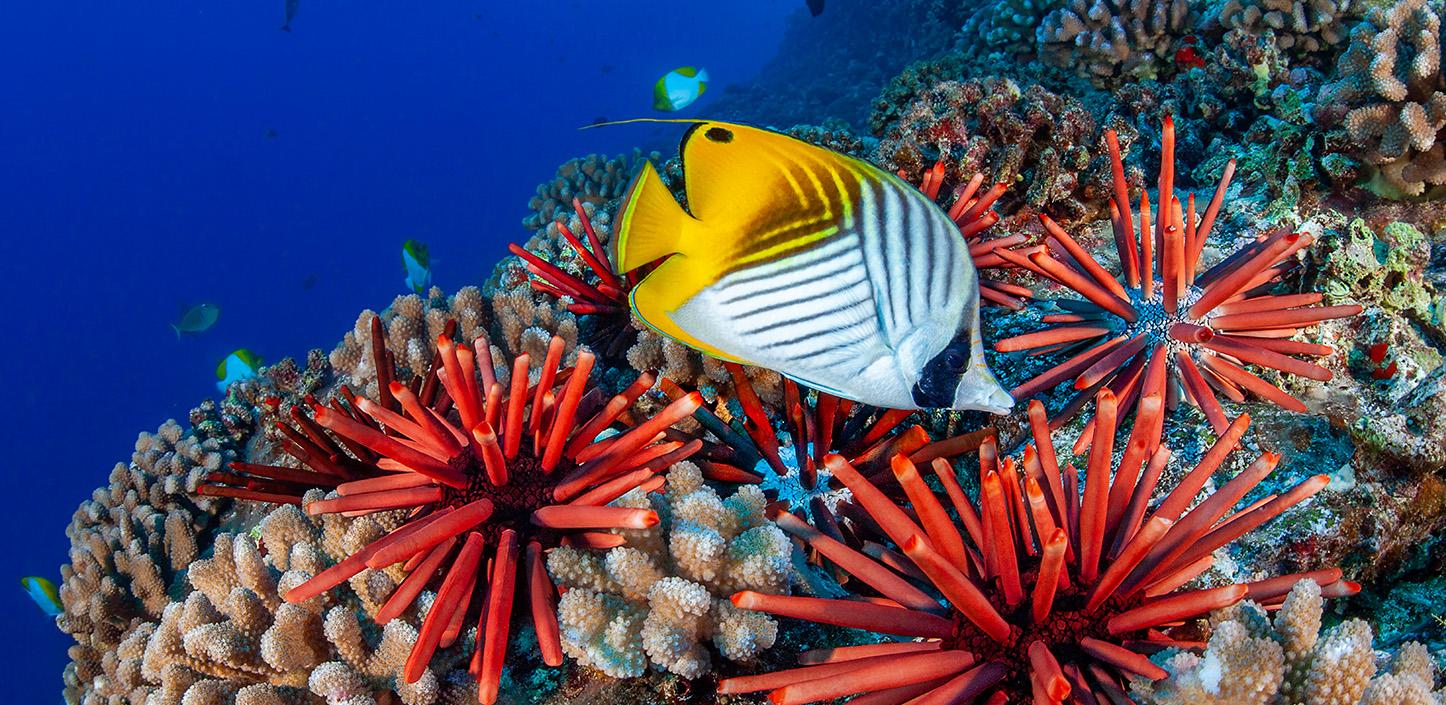 A vibrant underwater coral reef scene featuring a colorful fish swimming among clusters of bright red sea urchins and branching corals. The fish has a striking pattern with a yellow dorsal area, white body with black diagonal stripes, and a black snout. The background shows deep blue water with a few smaller fish scattered in the distance.