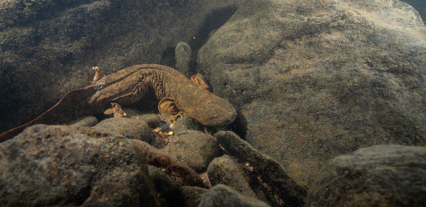 A large aquatic salamander, known as a hellbender, rests among submerged rocks in a freshwater stream. The salamander has a flat head, wrinkled skin along its sides, and blends with the brownish-gray tones of the surrounding stones. The water is clear, revealing the rocky bottom and scattered small debris.