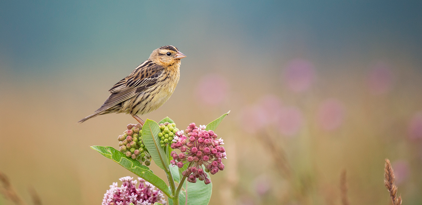 A small brown songbird, a bobolink, perched on pink milkweed flowers in a grassy meadow, with a softly blurred background.
