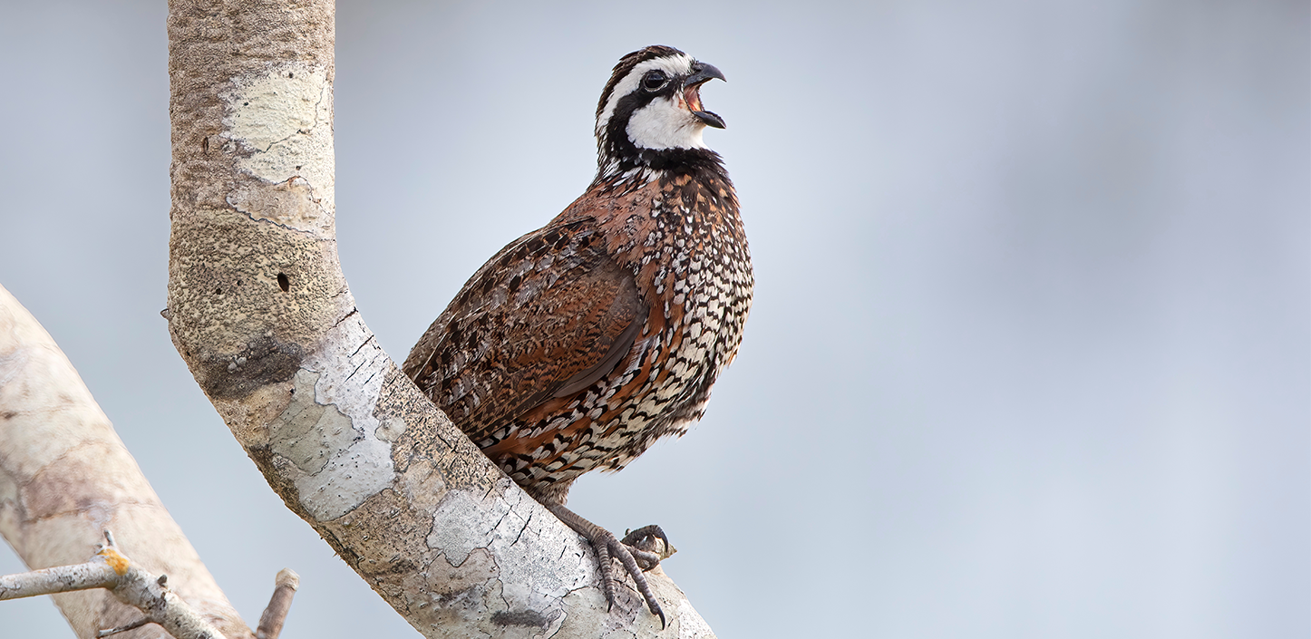 Male northern bobwhite quail perched on a light-colored tree branch, showing its distinctive white throat and eye stripe, with its beak open mid-call against a muted gray background.