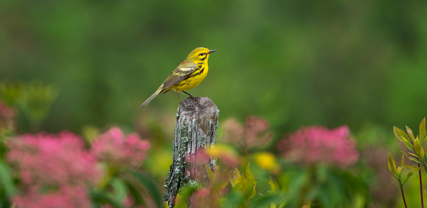 A bright yellow prairie warbler perched on a weathered wooden post, with a soft green background and blurred pink flowers behind it.