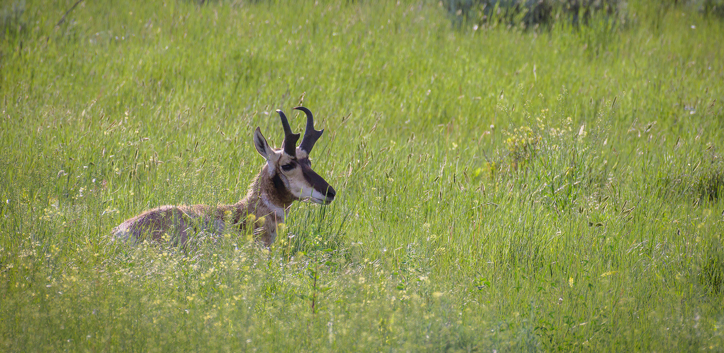 Pronghorn antelope resting in tall green grass, its distinctive black-and-white face and curved horns visible above the meadow.