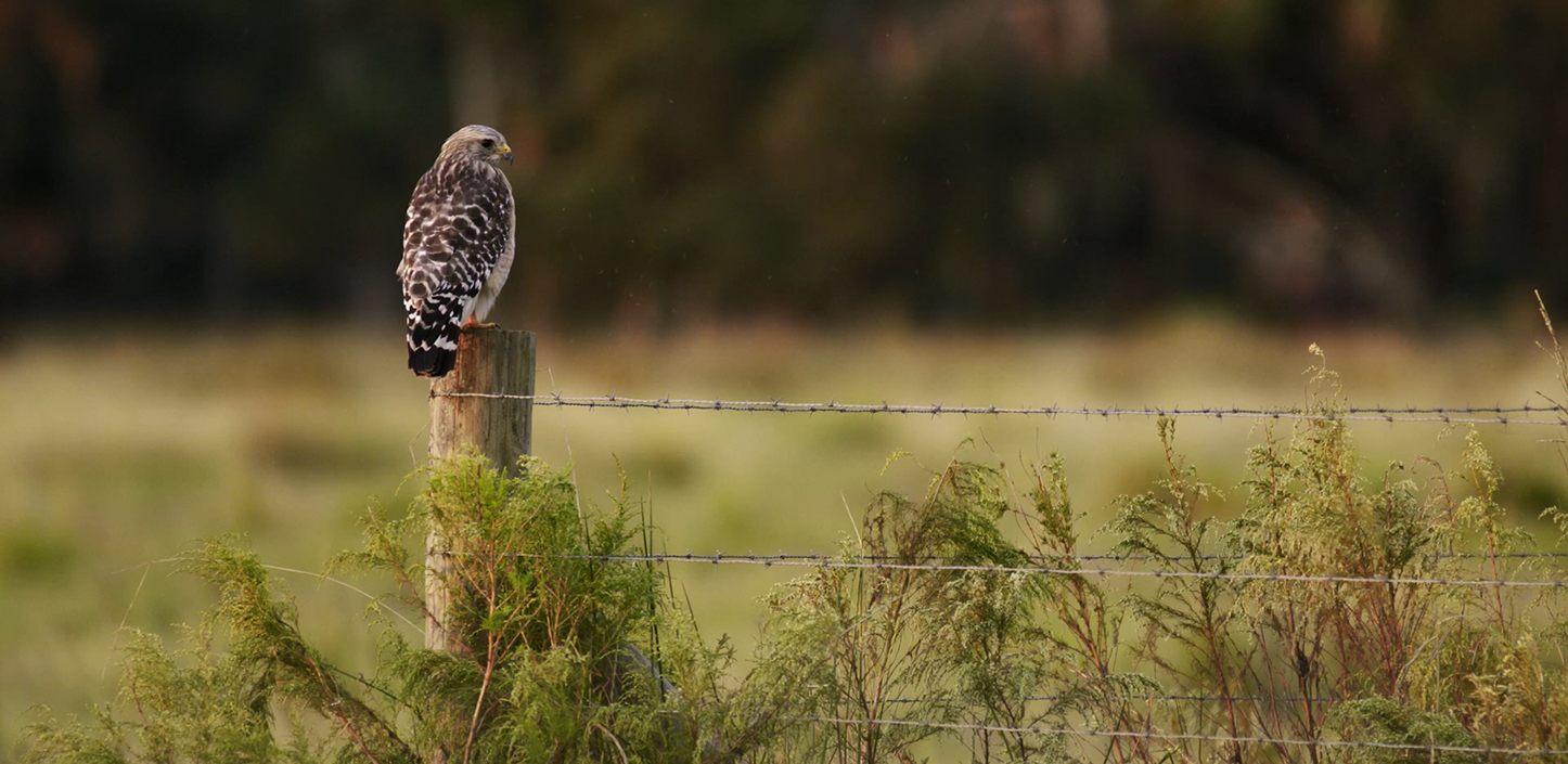 A hawk perched on a weathered wooden fence post beside a barbed‑wire fence, overlooking a grassy field with blurred trees in the background.