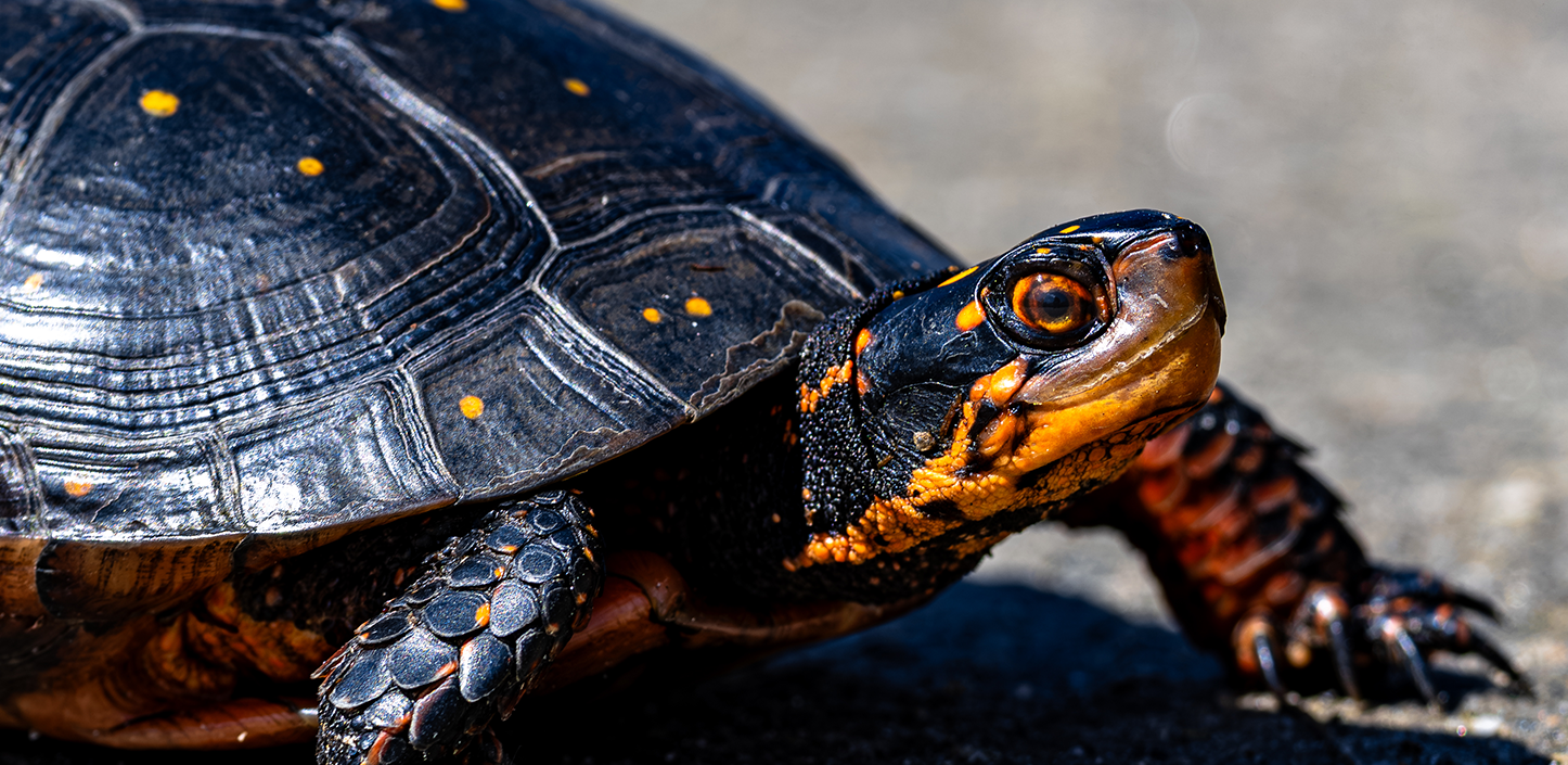 Close-up of a spotted turtle on pavement, showing a dark, domed shell dotted with small yellow spots and orange markings on the head and legs.