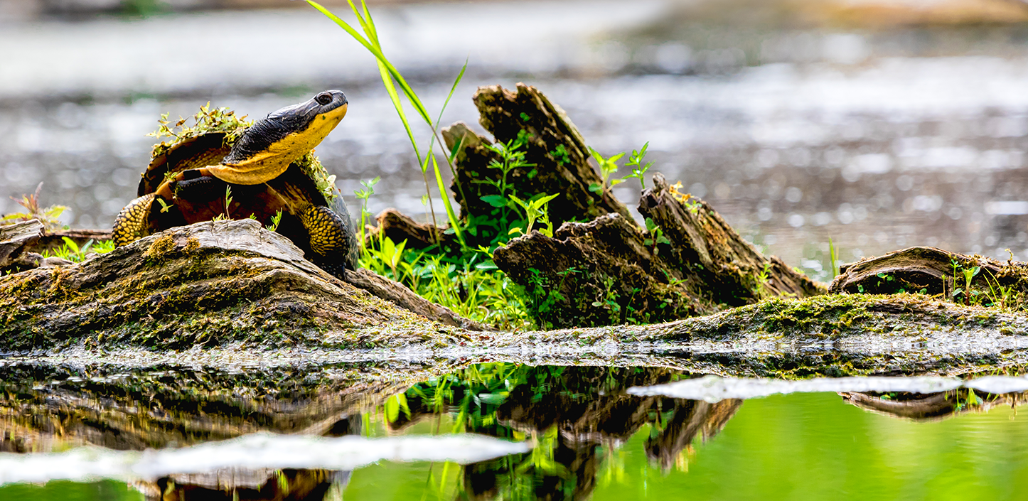 A Blanding’s turtle rests on a mossy log at the edge of a wetland, surrounded by green plants and reflected in calm water.
