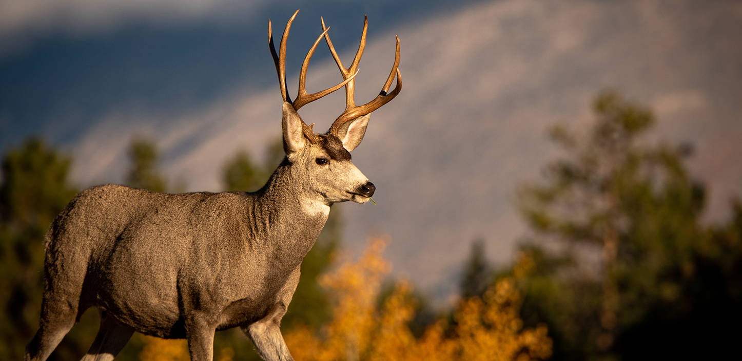 A mule deer with large antlers stands in a forested landscape with autumn foliage and mountains in the background.
