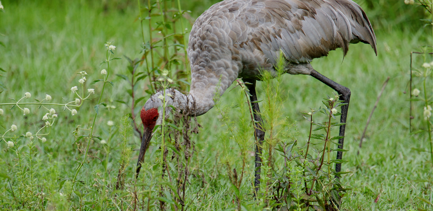 Sandhill crane with gray feathers and a red patch on its head bends forward to forage among tall green grasses and wild plants in a grassy field.