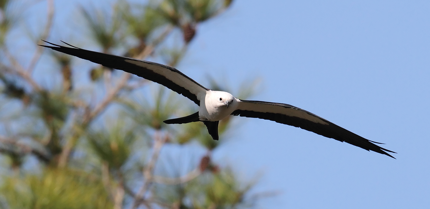Swallow-tailed kite flying with long, narrow wings and a white head against a blue sky