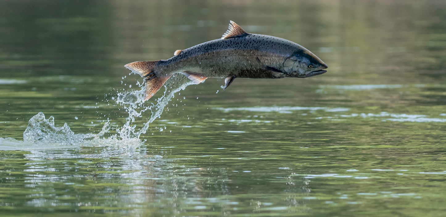 Chinook salmon mid-leap above a calm, greenish river, its body arched horizontally as water splashes behind it, suggesting an upstream migration jump.