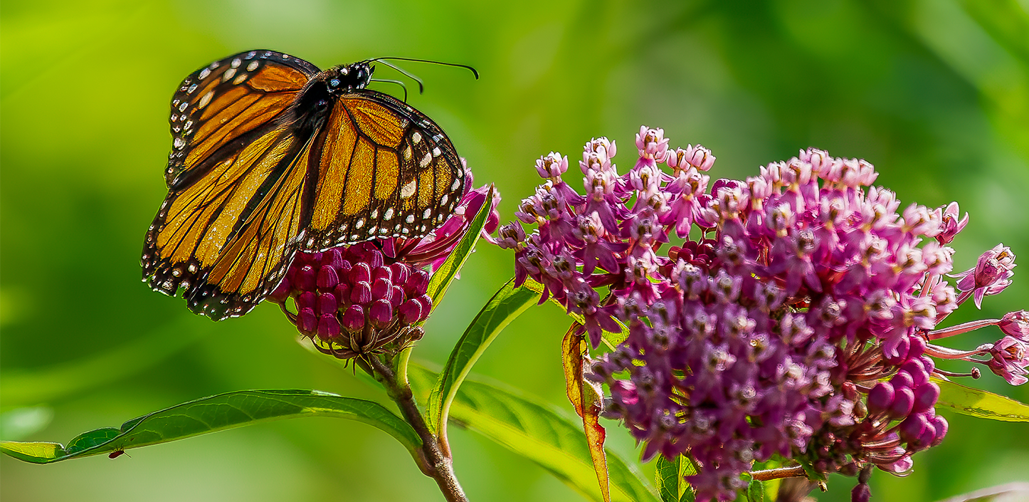 Close-up of a monarch butterfly with bright orange wings edged in black and white spots, perched on a cluster of pink milkweed flowers, with a soft green background.