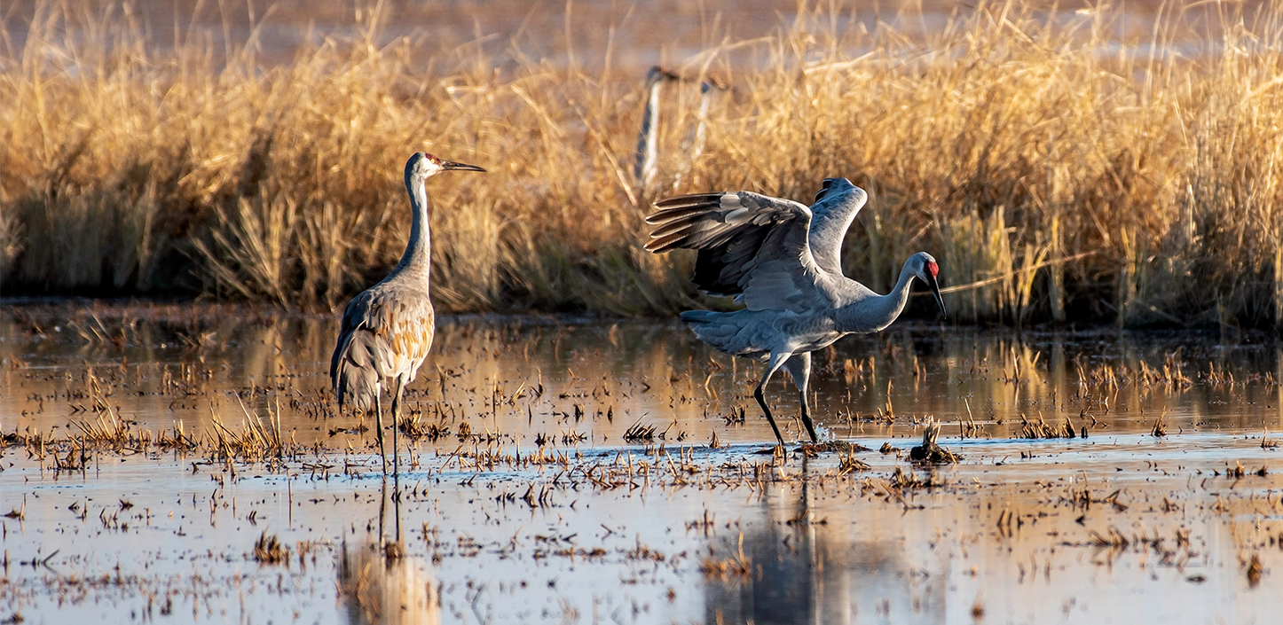 Two sandhill cranes stand in shallow wetland water; one crane lifts its wings as it steps forward while the other stands still among dry golden grasses.