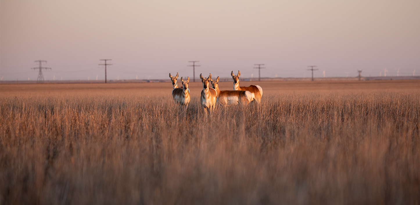 Herd of pronghorn antelope standing alert in tall, golden prairie grass at sunset, with open plains, distant power lines, and wind turbines stretching across the horizon.
