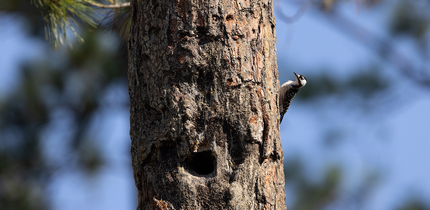 Close-up of a pine tree trunk with rough, textured bark and a round cavity near the center-left. A small black-and-white woodpecker clings to the right side of the trunk, facing upward. The background is softly blurred with hints of green foliage and blue sky.