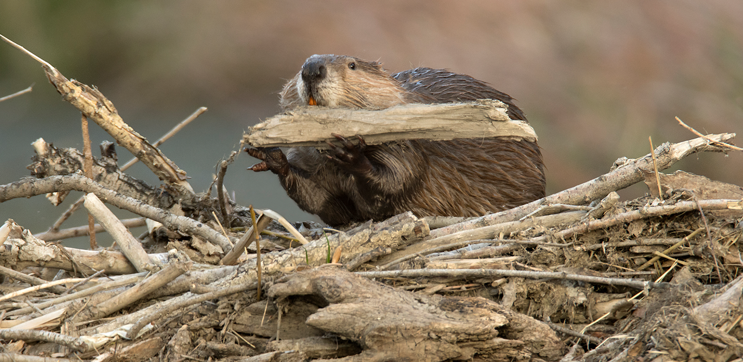 A beaver carries a large piece of wood across a pile of sticks and branches, likely adding material to a dam or lodge.