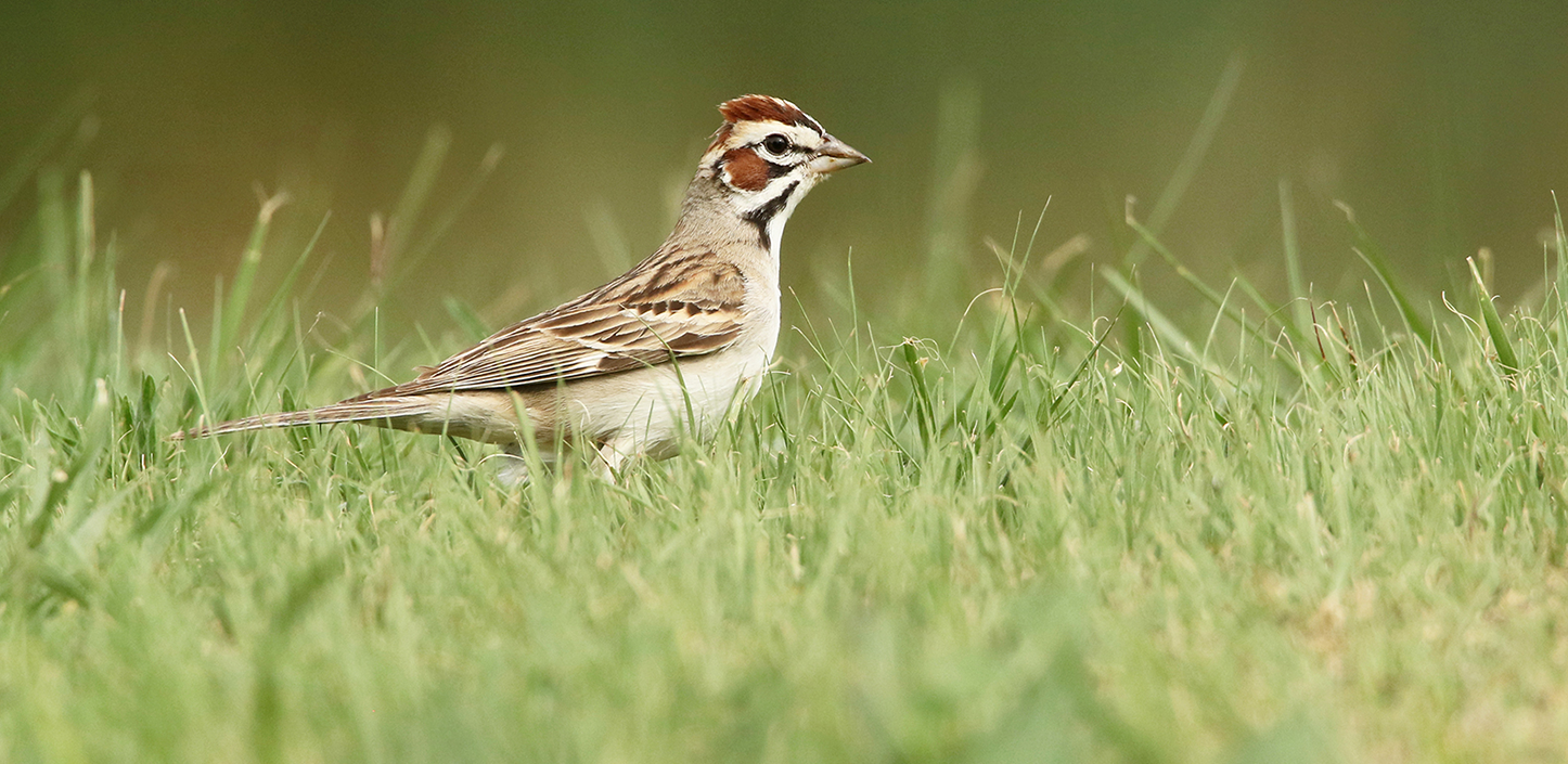 A lark sparrow stands in short green grass, viewed in profile. The bird has a distinctive rusty-brown crown, bold black-and-white facial markings, a pale breast, and finely patterned brown wings. The softly blurred green background highlights the bird's detailed plumage and distinctive head pattern.