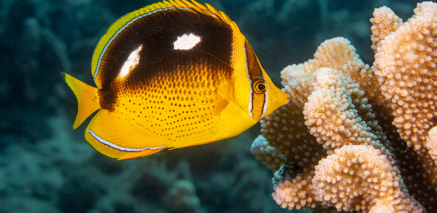 Close-up underwater photograph of a butterflyfish swimming beside a branching coral colony. The fish has a bright yellow body with a large black patch across its upper side, two white markings on the black area, and thin white stripes near its eye. Pale, knobby coral fills the right side of the image, while the blue-green reef background is softly out of focus.