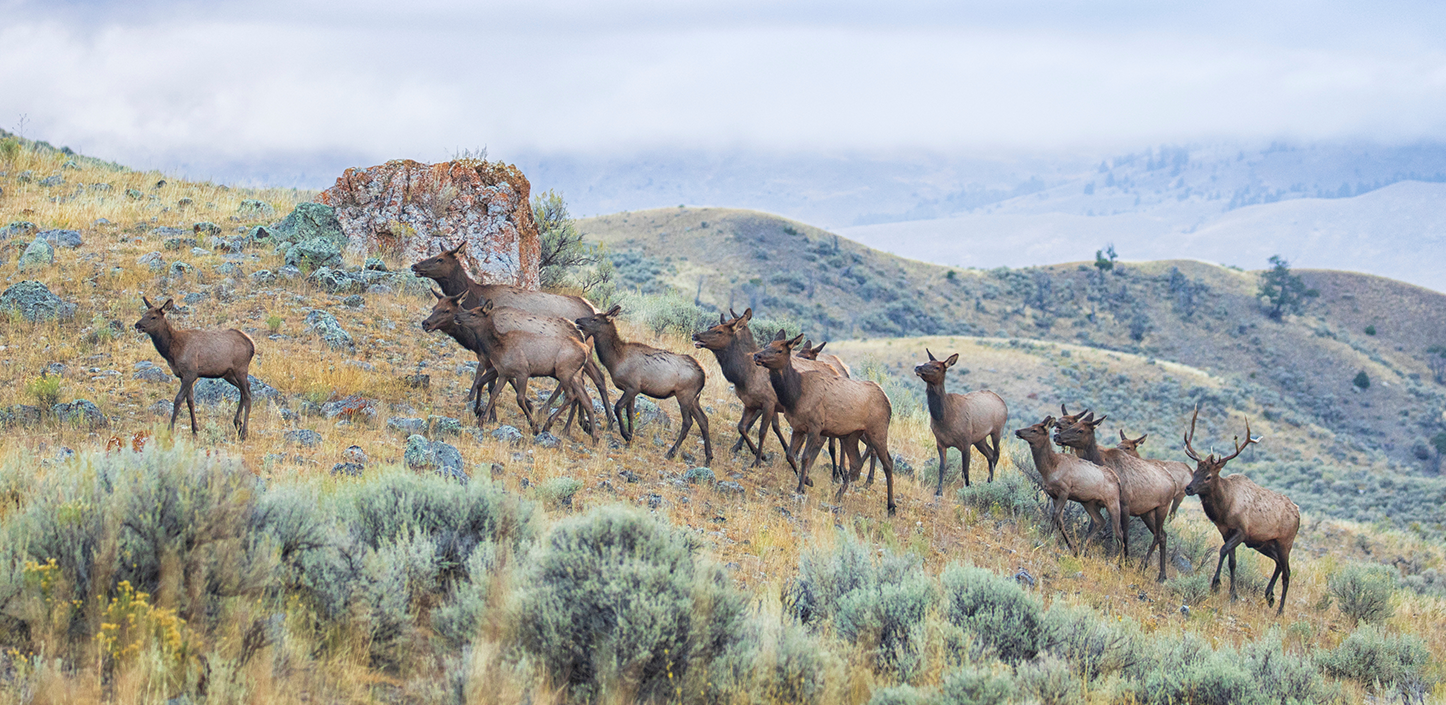 A herd of elk, including one antlered bull, moves across a sagebrush-covered hillside in a mountainous landscape. Rocky outcrops and rolling hills stretch into the distance beneath low clouds and mist, creating a muted autumn scene.