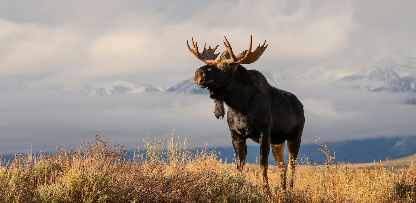 A large bull moose stands in a golden grassland with snow-covered mountains and low clouds in the background. Warm sunlight illuminates the moose's dark coat and broad antlers, creating a striking contrast against the muted gray and white mountain landscape.