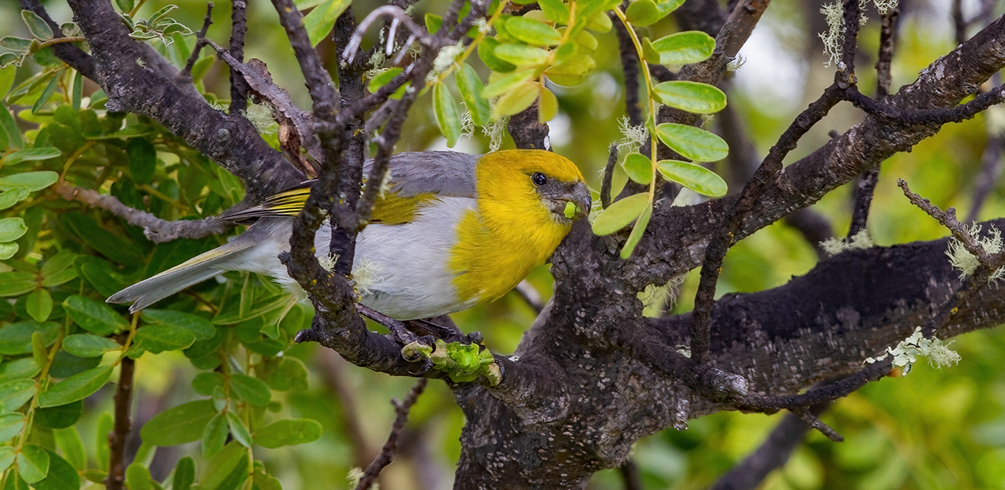 A brightly colored palila bird with a golden-yellow head and chest, gray back, and white belly perches among the twisting branches of a leafy tree. The bird appears to be feeding on a green seed pod, surrounded by dense green foliage and patches of lichen.
