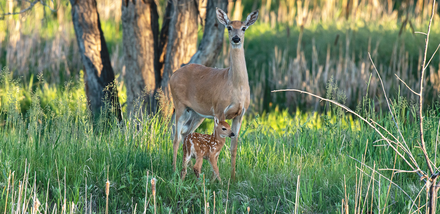 White-tailed doe standing in a lush green meadow with a spotted fawn sheltered beneath her. Tall grasses and reeds surround the pair, while sunlit trees and soft-focus vegetation create a warm woodland backdrop.