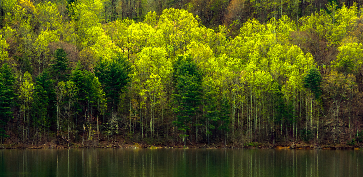 A hillside in Cherokee National Forest covered with trees in fresh spring foliage, their bright chartreuse and dark green leaves lit by sunlight, mirrored in the calm, dark green water of a lake below.