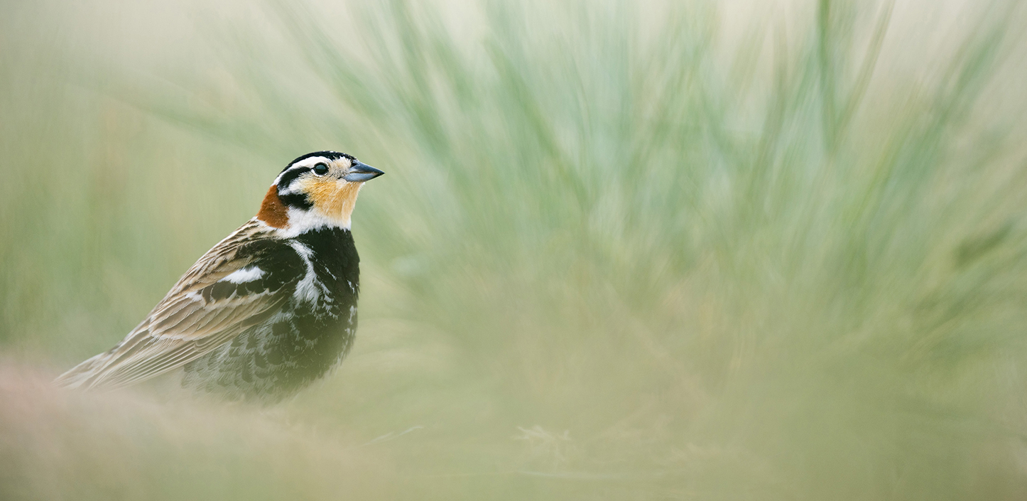 A chestnut-collared longspur perches low among tall prairie grasses, facing right with soft green-gray grass blades blurred in the background.