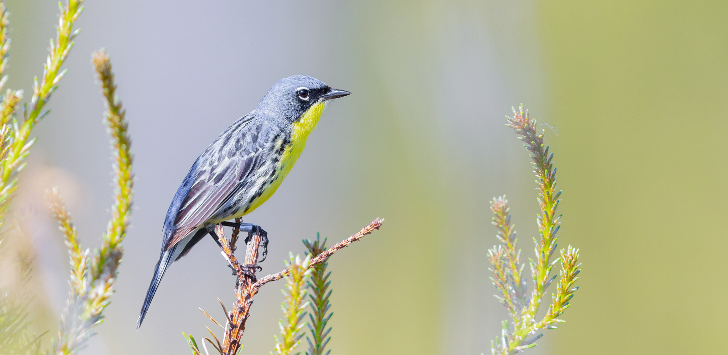 Kirtland's warbler with a bright yellow throat and gray-and-black plumage perched among the green needles and new growth of a pine tree.