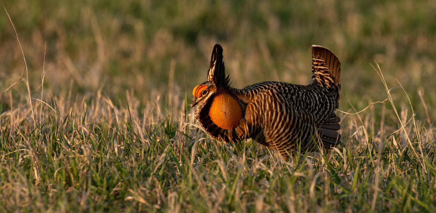 Male lesser prairie-chicken displaying on native grassland at sunrise, with a brightly inflated orange throat sac, raised tail feathers, and barred plumage illuminated by warm golden light. The bird stands among short prairie grasses against a softly blurred grassland background.